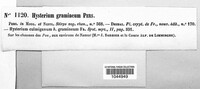 Lophodermium gramineum image